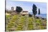 Olive Groves, Cercina, Firenze Province, Firenze, Tuscany, Italy-Nico Tondini-Stretched Canvas