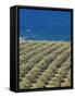 Olive Groves, Chania, Crete, Greek Islands, Greece, Europe-Sakis Papadopoulos-Framed Stretched Canvas