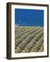 Olive Groves, Chania, Crete, Greek Islands, Greece, Europe-Sakis Papadopoulos-Framed Photographic Print