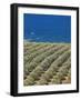 Olive Groves, Chania, Crete, Greek Islands, Greece, Europe-Sakis Papadopoulos-Framed Photographic Print