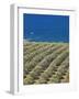 Olive Groves, Chania, Crete, Greek Islands, Greece, Europe-Sakis Papadopoulos-Framed Photographic Print