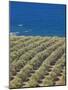 Olive Groves, Chania, Crete, Greek Islands, Greece, Europe-Sakis Papadopoulos-Mounted Photographic Print