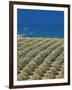 Olive Groves, Chania, Crete, Greek Islands, Greece, Europe-Sakis Papadopoulos-Framed Photographic Print