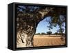 Olive Groves, Gabes, Tunisia, North Africa, Africa-Dallas & John Heaton-Framed Stretched Canvas
