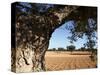 Olive Groves, Gabes, Tunisia, North Africa, Africa-Dallas & John Heaton-Stretched Canvas