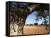 Olive Groves, Gabes, Tunisia, North Africa, Africa-Dallas & John Heaton-Framed Stretched Canvas