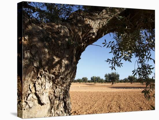 Olive Groves, Gabes, Tunisia, North Africa, Africa-Dallas & John Heaton-Stretched Canvas