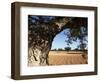 Olive Groves, Gabes, Tunisia, North Africa, Africa-Dallas & John Heaton-Framed Photographic Print