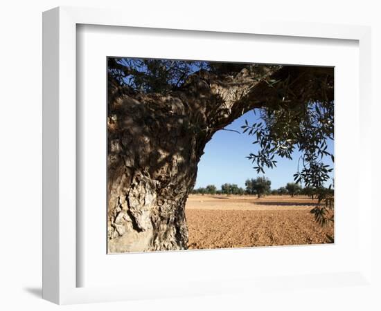 Olive Groves, Gabes, Tunisia, North Africa, Africa-Dallas & John Heaton-Framed Photographic Print