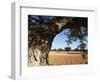 Olive Groves, Gabes, Tunisia, North Africa, Africa-Dallas & John Heaton-Framed Photographic Print