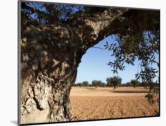 Olive Groves, Gabes, Tunisia, North Africa, Africa-Dallas & John Heaton-Mounted Photographic Print