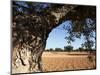 Olive Groves, Gabes, Tunisia, North Africa, Africa-Dallas & John Heaton-Mounted Photographic Print