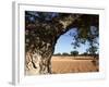 Olive Groves, Gabes, Tunisia, North Africa, Africa-Dallas & John Heaton-Framed Photographic Print