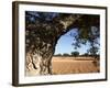 Olive Groves, Gabes, Tunisia, North Africa, Africa-Dallas & John Heaton-Framed Photographic Print