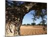 Olive Groves, Gabes, Tunisia, North Africa, Africa-Dallas & John Heaton-Mounted Photographic Print