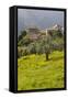 Olive Groves, Ste-Lucie De Tallano, Corsica, France-Walter Bibikow-Framed Stretched Canvas