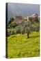 Olive Groves, Ste-Lucie De Tallano, Corsica, France-Walter Bibikow-Stretched Canvas