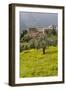 Olive Groves, Ste-Lucie De Tallano, Corsica, France-Walter Bibikow-Framed Photographic Print