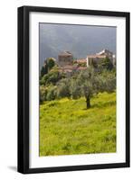 Olive Groves, Ste-Lucie De Tallano, Corsica, France-Walter Bibikow-Framed Photographic Print