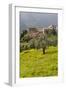 Olive Groves, Ste-Lucie De Tallano, Corsica, France-Walter Bibikow-Framed Photographic Print