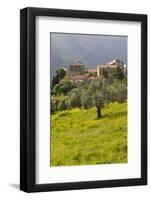 Olive Groves, Ste-Lucie De Tallano, Corsica, France-Walter Bibikow-Framed Photographic Print