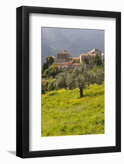 Olive Groves, Ste-Lucie De Tallano, Corsica, France-Walter Bibikow-Framed Photographic Print