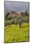 Olive Groves, Ste-Lucie De Tallano, Corsica, France-Walter Bibikow-Mounted Photographic Print