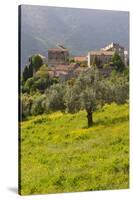 Olive Groves, Ste-Lucie De Tallano, Corsica, France-Walter Bibikow-Stretched Canvas