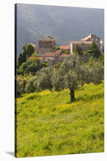 Olive Groves, Ste-Lucie De Tallano, Corsica, France-Walter Bibikow-Stretched Canvas