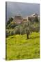 Olive Groves, Ste-Lucie De Tallano, Corsica, France-Walter Bibikow-Stretched Canvas