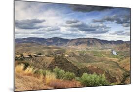 Olive Groves Surround Barca D' Alva, Near the Douro River and Agueda River, Alto Douro, Portugal-Mauricio Abreu-Mounted Photographic Print