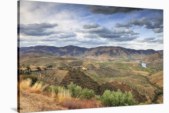 Olive Groves Surround Barca D' Alva, Near the Douro River and Agueda River, Alto Douro, Portugal-Mauricio Abreu-Stretched Canvas