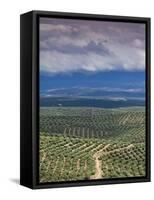 Olive Groves, Ubeda, Spain-Walter Bibikow-Framed Stretched Canvas