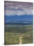 Olive Groves, Ubeda, Spain-Walter Bibikow-Stretched Canvas