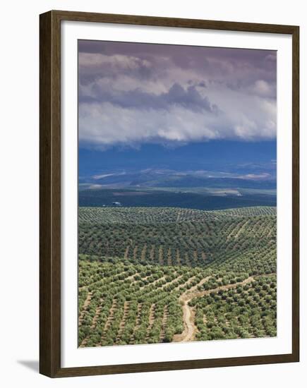 Olive Groves, Ubeda, Spain-Walter Bibikow-Framed Premium Photographic Print