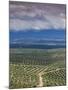 Olive Groves, Ubeda, Spain-Walter Bibikow-Mounted Premium Photographic Print