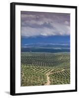 Olive Groves, Ubeda, Spain-Walter Bibikow-Framed Photographic Print