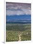 Olive Groves, Ubeda, Spain-Walter Bibikow-Framed Photographic Print