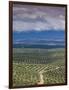 Olive Groves, Ubeda, Spain-Walter Bibikow-Framed Photographic Print