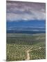 Olive Groves, Ubeda, Spain-Walter Bibikow-Mounted Photographic Print