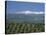 Olive Groves with Snow-Capped Sierra Nevada Beyond, Near Granada, Andalucia, Spain-Tomlinson Ruth-Stretched Canvas