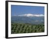 Olive Groves with Snow-Capped Sierra Nevada Beyond, Near Granada, Andalucia, Spain-Tomlinson Ruth-Framed Photographic Print