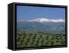 Olive Groves with Snow-Capped Sierra Nevada Beyond, Near Granada, Andalucia, Spain-Tomlinson Ruth-Framed Stretched Canvas