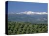 Olive Groves with Snow-Capped Sierra Nevada Beyond, Near Granada, Andalucia, Spain-Tomlinson Ruth-Stretched Canvas