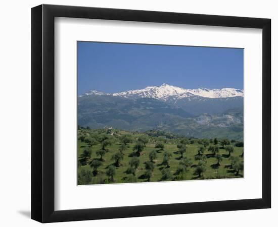 Olive Groves with Snow-Capped Sierra Nevada Beyond, Near Granada, Andalucia, Spain-Tomlinson Ruth-Framed Photographic Print