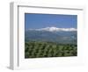 Olive Groves with Snow-Capped Sierra Nevada Beyond, Near Granada, Andalucia, Spain-Tomlinson Ruth-Framed Photographic Print