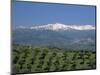 Olive Groves with Snow-Capped Sierra Nevada Beyond, Near Granada, Andalucia, Spain-Tomlinson Ruth-Mounted Photographic Print