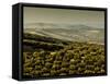 Olive Groves, Zuheros, Near Cordoba, Andalucia, Spain, Europe-Giles Bracher-Framed Stretched Canvas