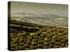 Olive Groves, Zuheros, Near Cordoba, Andalucia, Spain, Europe-Giles Bracher-Stretched Canvas