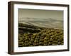 Olive Groves, Zuheros, Near Cordoba, Andalucia, Spain, Europe-Giles Bracher-Framed Photographic Print